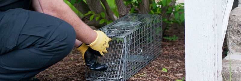 Wildlife Removal Jacksonville | Wildlife Trapping